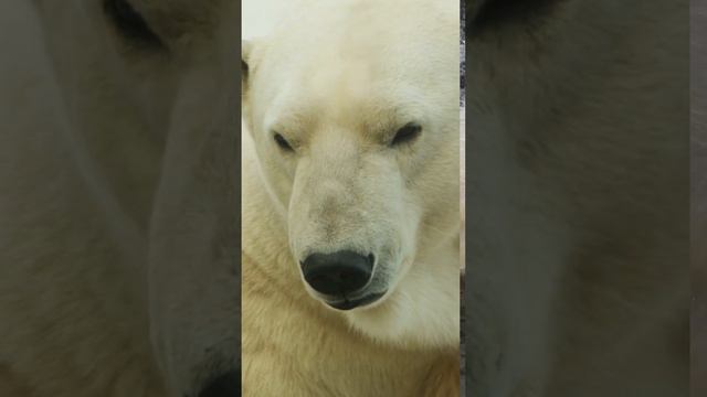 The Deadly Polar Bear's Icy Rampage In the desolate Arctic! смотреть онлайн