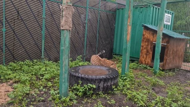 Леопард и Любимый Столб!)