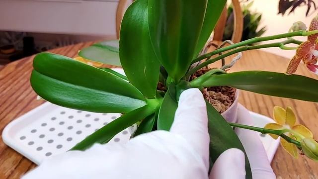 Фаленопсис Table Masterpiece