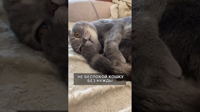 6 ВЕЩЕЙ, КОТОРЫЕ НЕЛЬЗЯ ДЕЛАТЬ С КОШКОЙ! смотреть онлайн