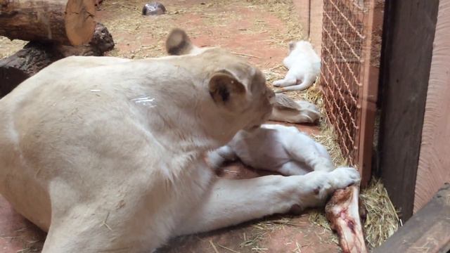 Зоопарк "12 місяців" смотреть онлайн