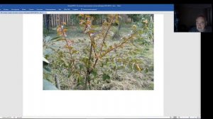 Железов Валерий.  Вебинар 191.  Прививка сливы на абрикос и наоборот, что будет.