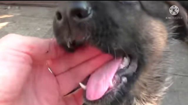 в каком возрасте лучше брать щенка немецкой овчарки смотреть онлайн