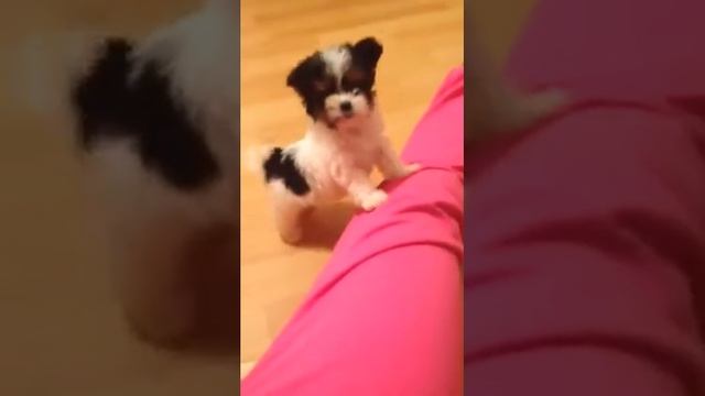 Бивер йорк это счастье смотреть онлайн