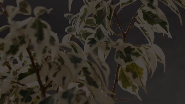 прогулка паучка смотреть онлайн