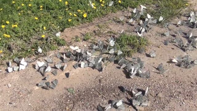 Брачный период у бабочек смотреть онлайн