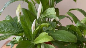 Женское Счастье (Спатифиллум) Как Правильно Поливать Летом