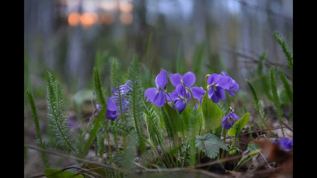 Фиалка смотреть онлайн