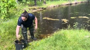 Собираем ряску в пруд