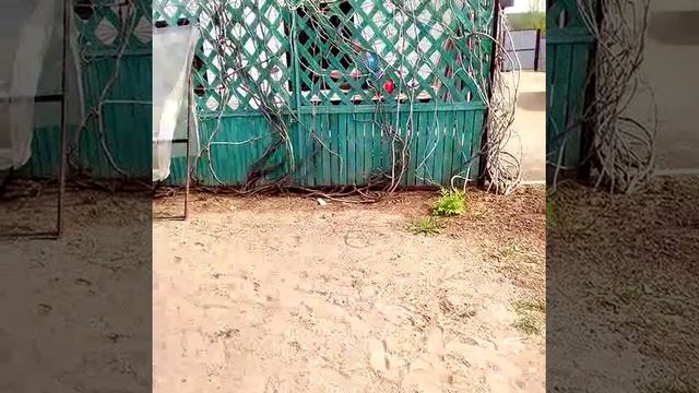 Сказочный мир Пломбир-2 серия"Дракон возвращается" смотреть онлайн