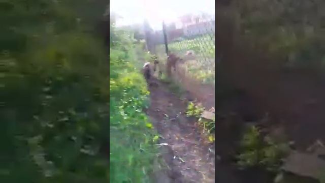 Поведінка собаки, агрессия собак, почему? Частина Часть 1 бій псів смотреть онлайн
