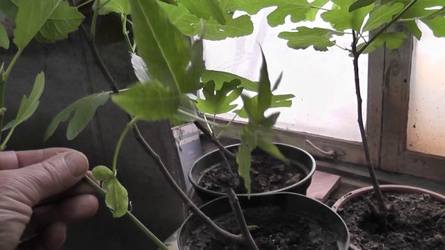 Пассифлора из семян 3 часть. Обзор других растений смотреть онлайн