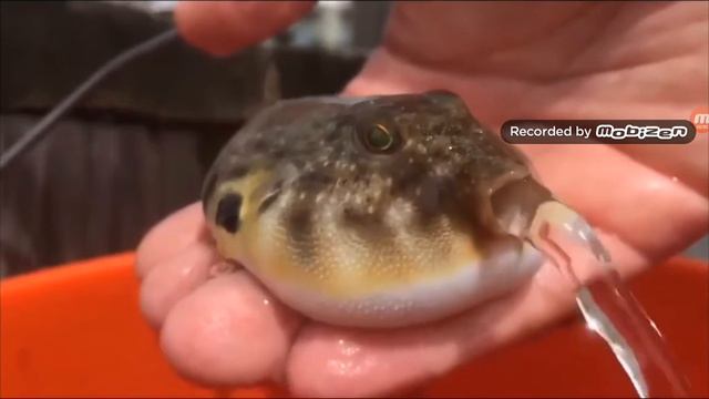 рыба фугу всасывается воду смотреть онлайн