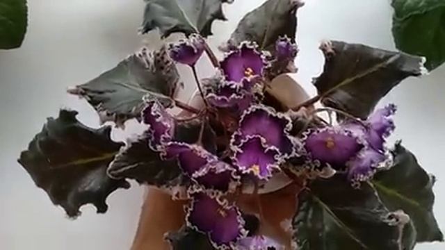 КОМУ ЦВЕТУЩИЕ ФИАЛКИ? У меня есть ЛИШНИЕ! смотреть онлайн