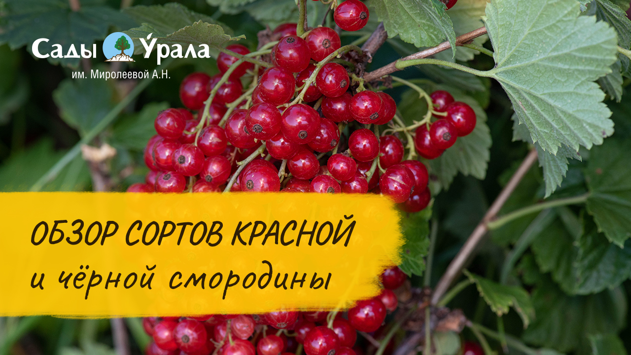 Сорта красной и черной смородины. Сады Урала. Телепередача Земля Уральская. Архив 2011 год смотреть онлайн