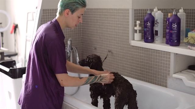 Косметика для пуделя. Как помыть пуделя? Подготовка к стрижке. смотреть онлайн