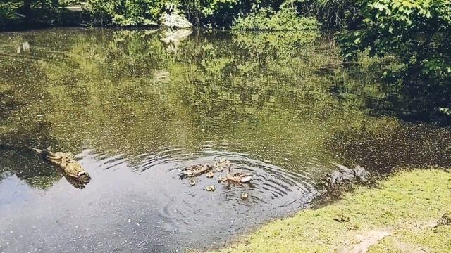 Интеграция в общество ?????