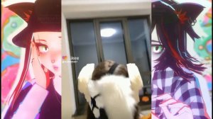 подборка видео из лайка|рапторы и фурри|№7