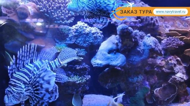 ISROTEL SPORT CLUB 4* Израиль Эйлат отзывы – отель ИСРОТЕЛЬ СПОРТ КЛАБ 4* Эйлат отзывы видео смотреть онлайн