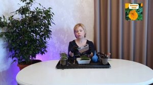 ТИМЬЯН (ЧАБРЕЦ). ПОСАДКА, ПИКИРОВКА, УХОД.