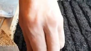 Как вырастить мшанку семенами ЛЕНИВЫЙ ГАЗОН не стрижется ИРЛАНДСКИЙ МОХ.mp4