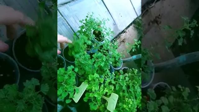Большие черенки пеларгоний (гераней). Продажа. Скидка на цветы. смотреть онлайн