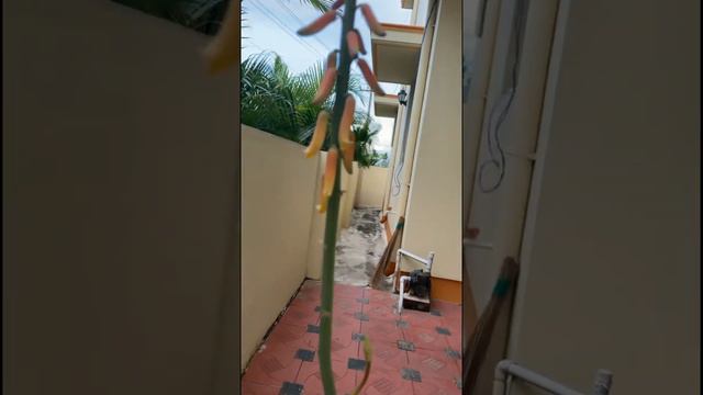 Aloe vera flower facts . смотреть онлайн