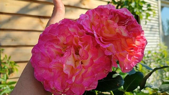 И смех, и грех - РОЗА ГОРДЖЕС НА ШТАМБЕ? смотреть онлайн