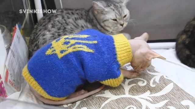 ВЫСТАВКА КОШЕК И КОТОВ В КИЕВЕ 2019 ?