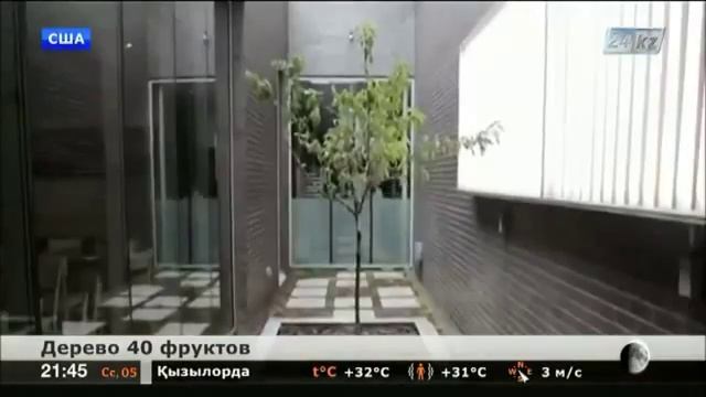 Очень необычное дерево. Дерево 40 плодов! смотреть онлайн