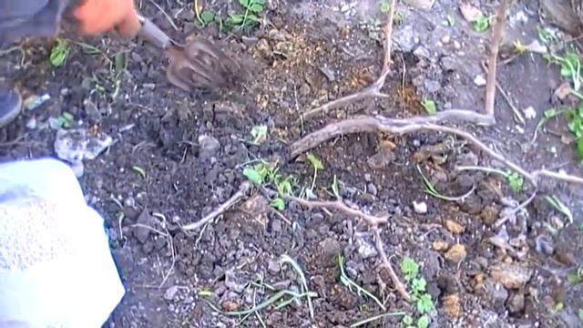 удобрение виноградника ранней весной смотреть онлайн