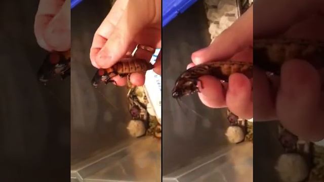 Красноухие черепахи ? . Мадагаскарские тараканы. смотреть онлайн