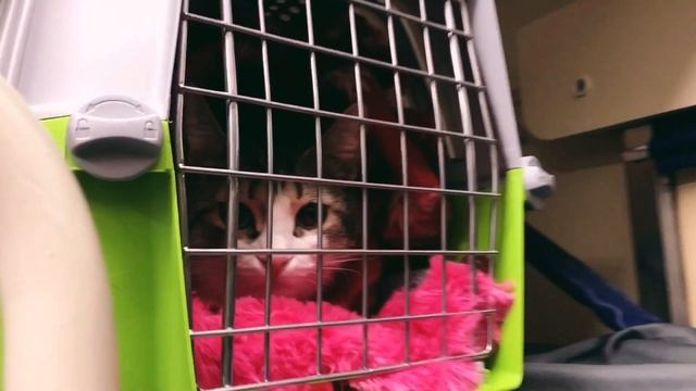 С КОШКОЙ В ПОЕЗД: КАК ПОДГОТОВИТЬСЯ? ЧТО ВЗЯТЬ С СОБОЙ? смотреть онлайн
