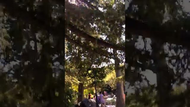 Кедр Атласский!!! Какой красивый величественный кедр!!! Крым, Алупка! смотреть онлайн