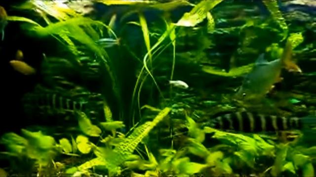 Лепоринус полосатый.