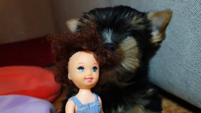 НОВИНОЧКА | Оля и Света нашли нового кусачего друга | Пёсель в деле 😎 смотреть онлайн