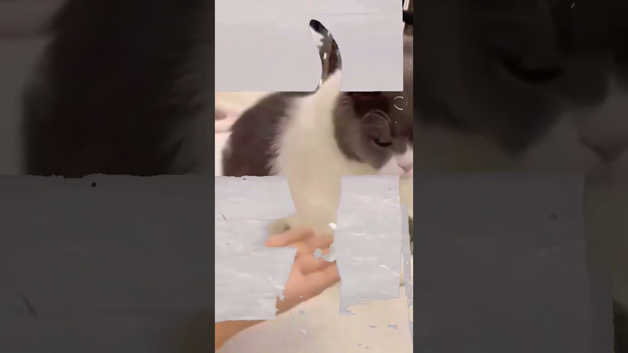 милафные котейки#shorts#котейки#мило смотреть онлайн