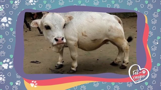 Самые маленькие коровы в мире смотреть онлайн