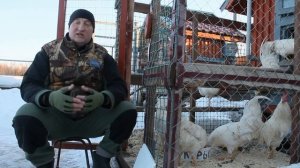 @ХРИНЕТЬ , КОРМИМ КУР ПЕНОПЛАСТОМ !