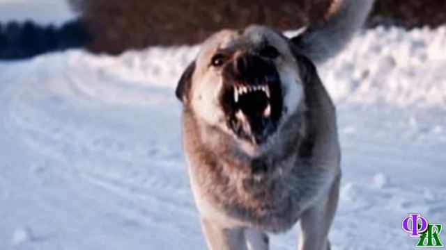 - Повзрослел наш Смелый! Видишь, как кошку обхаживает, - подумала хозяйка, увидев парочку мурлык смотреть онлайн