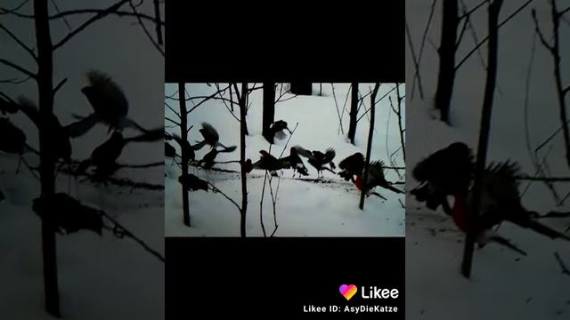 "Белой тройкой по степи счастье моё скачет..." смотреть онлайн