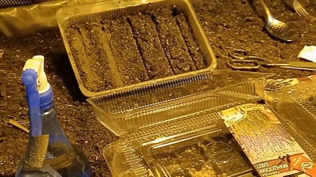 Лаванда посев семян 3 способ? смотреть онлайн