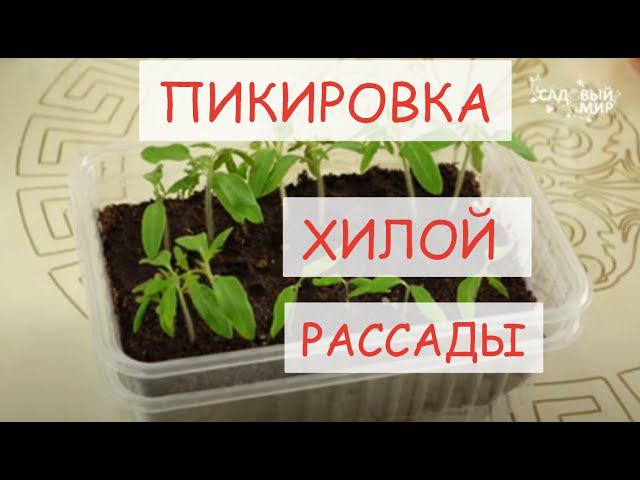 ДАЖЕ САМАЯ ХИЛАЯ РАССАДА ТОМАТОВ ОКРЕПНЕТ И УКОРЕНИТСЯ ПРИ ПИКИРОВКЕ