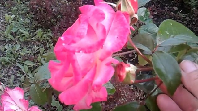 РОЗА BIG PEOPLE! ЦВЕТЕНИЕ ВО ВТОРОЙ ПОЛОВИНЕ АВГУСТА! ДЕЛЮСЬ КРАСОТОЙ!