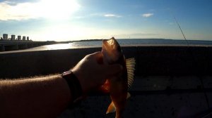 Рыбалка в Спб и Ленобласти. Сезон судака.