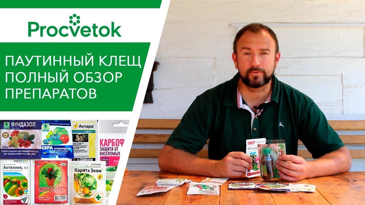 Паутинный клещ. Как обнаружить, как избавиться? Обработка сада и огорода от паутинного клеща. смотреть онлайн