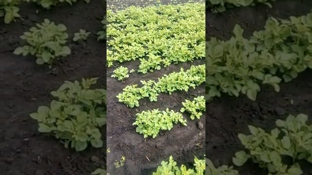 Ранний картофель смотреть онлайн