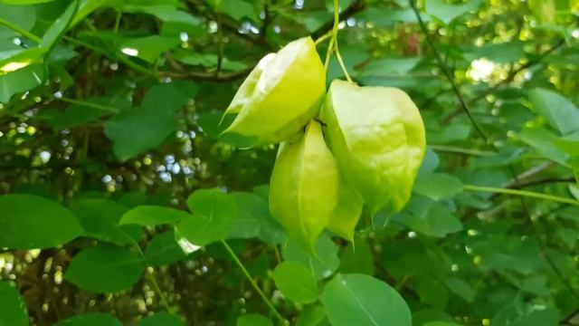 Клекачка (плоды) | Жизнь в Адлере смотреть онлайн