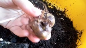 Глоксиния.Подгнил клубень-ошибка при поливе