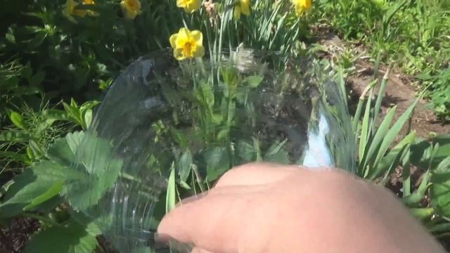 Простая опора для клубники из пластиковой бутылки своими руками смотреть онлайн